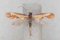 Batia lunaris