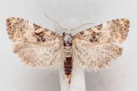Phtheochroa ecballiella