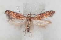 Scrobipalpa vasconiella