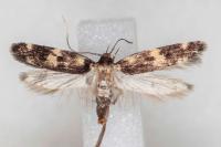 Oegoconia quadripuncta
