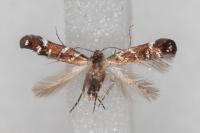 Vulcaniella grabowiella