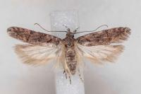 Teleiopsis diffinis