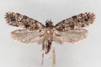Morophaga morella