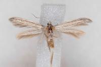Coleophora calycotomella