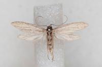 Dysspastus fallax