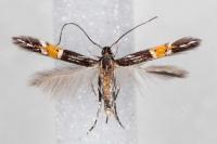 Cosmopterix crassicervicella