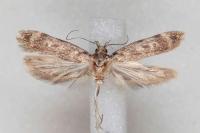 Gelechia turpella