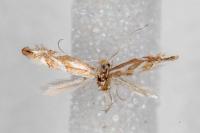 Phyllonorycter cerasicolella