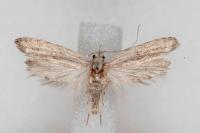 Anarsia leberonella