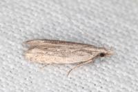 Anarsia leberonella