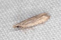 Anarsia leberonella