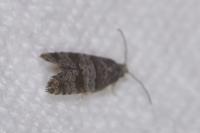 Corticivora piniana