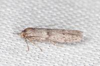 Blastobasis phycidella