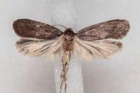 Depressaria ultimella