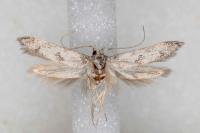 Tecmerium perplexum