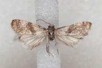 Cochylidia heydeniana