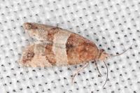 Lobesia indusiana