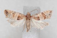 Lobesia indusiana