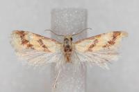 Aethes bilbaensis