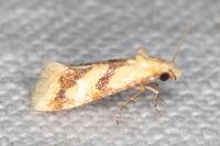 Aethes bilbaensis