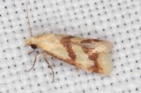 Aethes bilbaensis