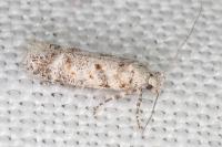 Scrobipalpa bradleyi