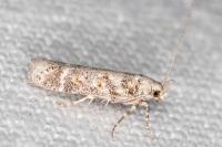 Scrobipalpa bradleyi