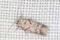 Scrobipalpa bradleyi