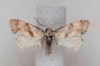 Cochylidia heydeniana