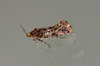 Acrolepia autumnitella