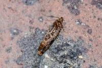 Acrolepia autumnitella