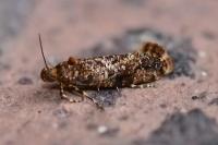 Acrolepia autumnitella