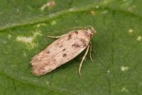 Bryotropha plebejella