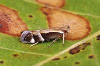 Helcystogramma lamprostoma