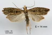 Bactra lancealana
