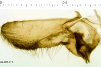 Bactra lancealana