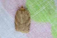 Adoxophyes orana