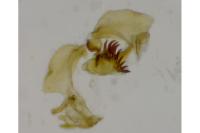 Cochylidia implicitana