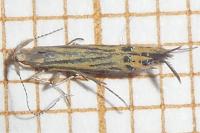 Coleophora limoniella