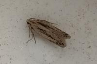 Mirificarma mulinella