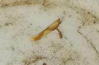 Caloptilia alchimiella/robustella