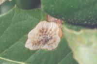 Phyllonorycter belotella
