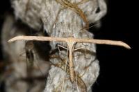 Emmelina monodactyla