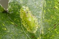 Phyllonorycter comparella