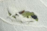 Phyllonorycter comparella