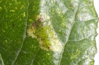 Phyllonorycter comparella