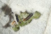 Phyllonorycter comparella