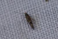Coccidiphila