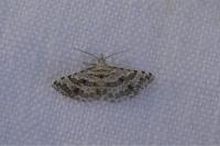 Alucita palodactyla