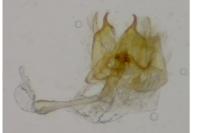 Nemapogon variatellus